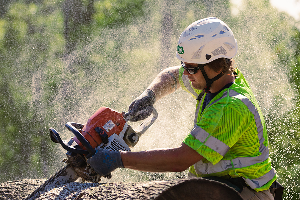 Man with a chain saw cutting a tree limb