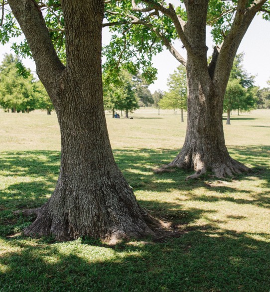 Beautify your property with healthy trees and landscaping from the arborists and experts at Townsend Arborcare.