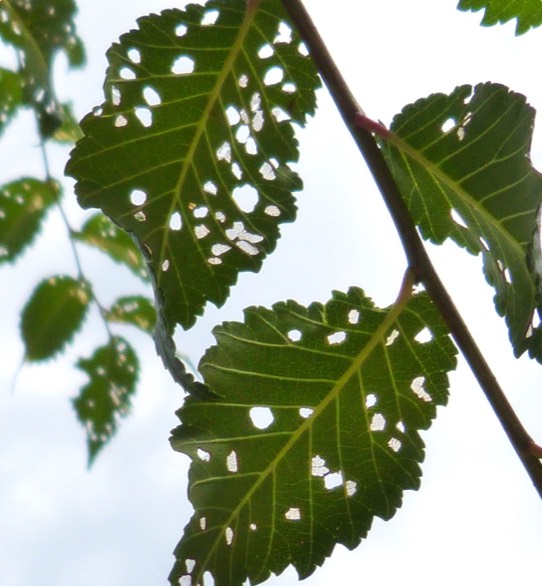 Insects will chew on leaves and some can damage or kill trees which Townsend Arborcare arborists can spot and fix.