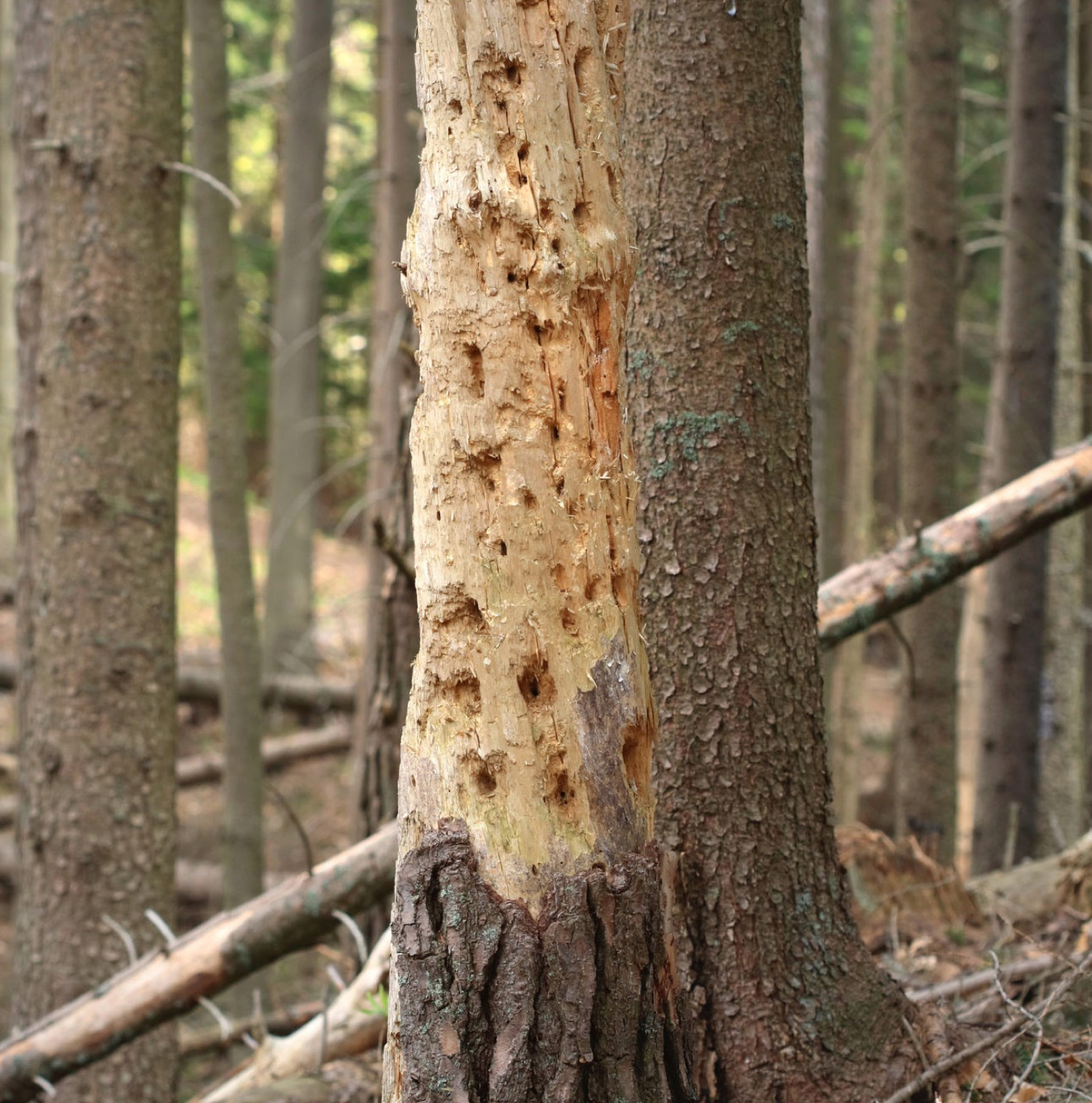 Townsend Arborcare tree specialists can spot insect and tree diseases early to provide solutions for your property.