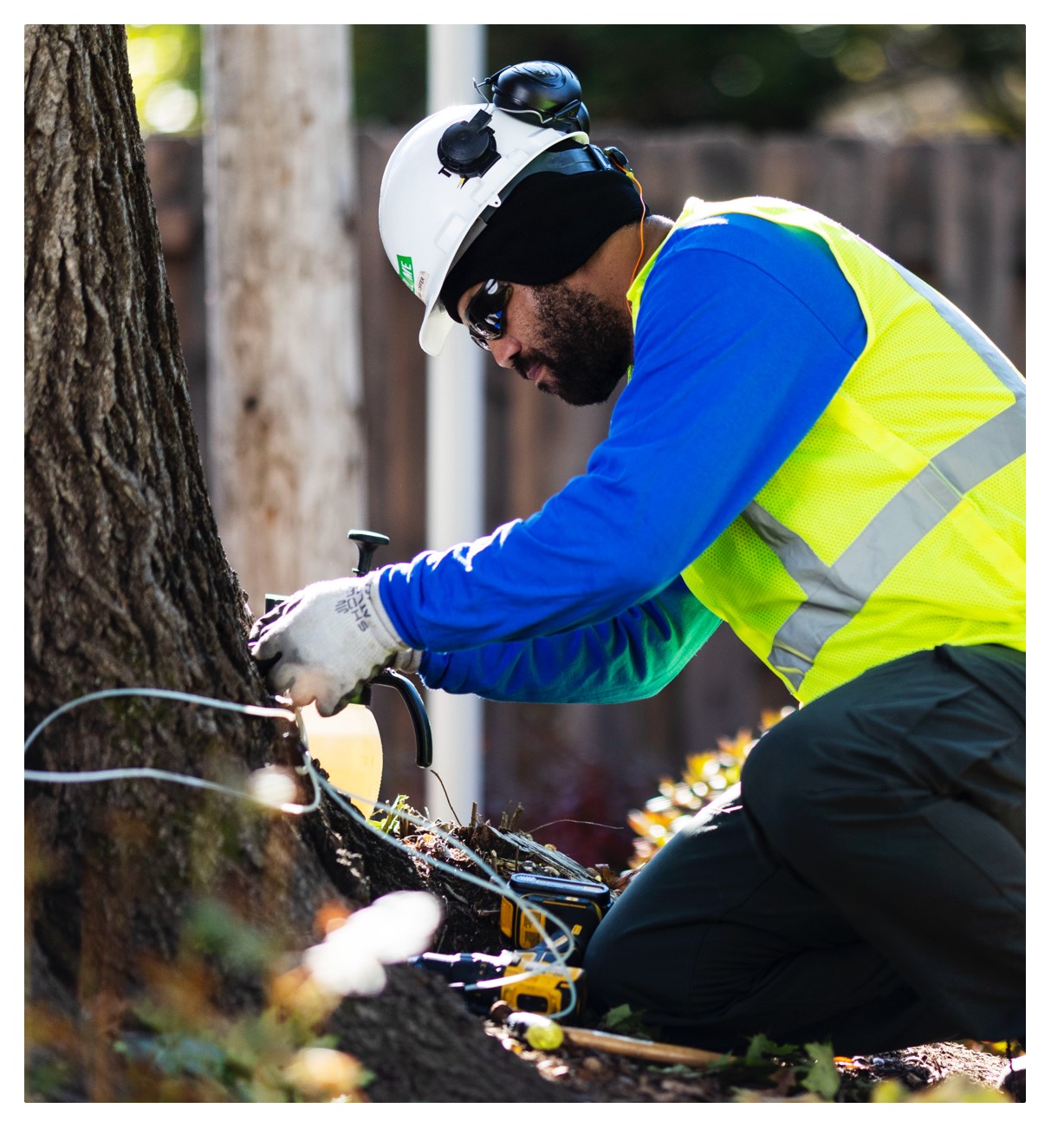 From top to bottom the arborists at Townsend Arborcare can keep your trees healthy.