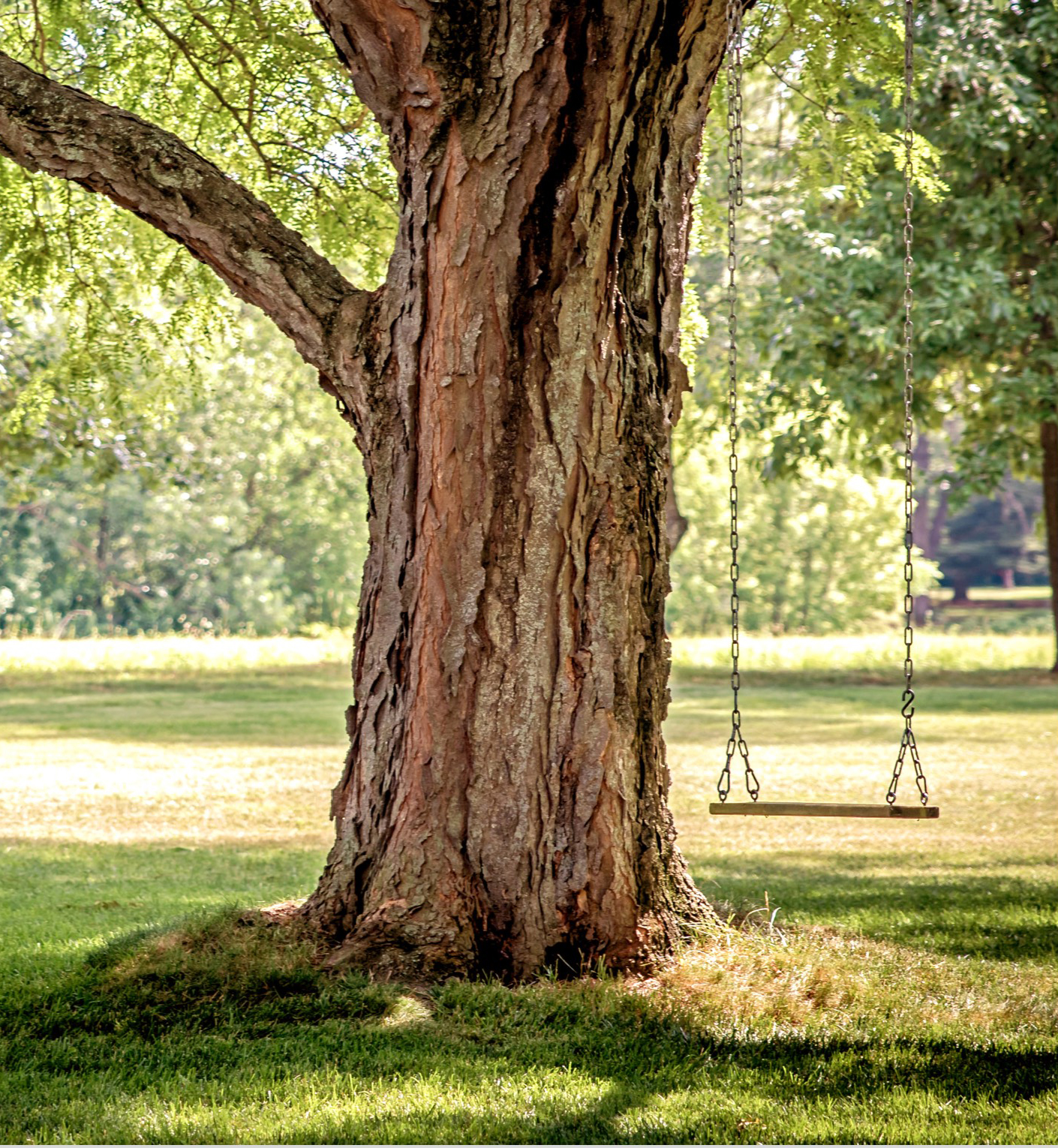 Trees need healthy roots to last a long time so your family can enjoy and we provide root management to help.