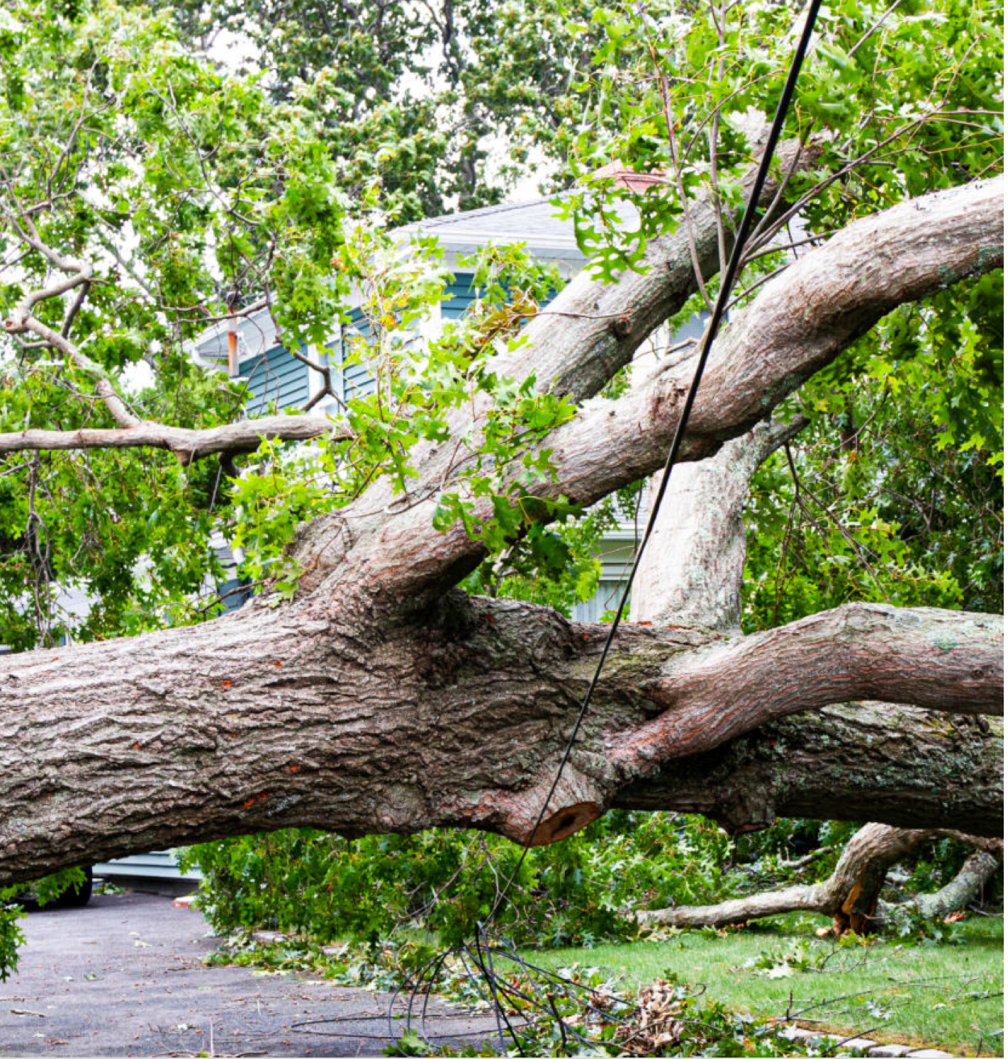 Trees fallen over power lines are dangerous, so let the experts at Townsend Arborcare remove storm damaged fallen trees.