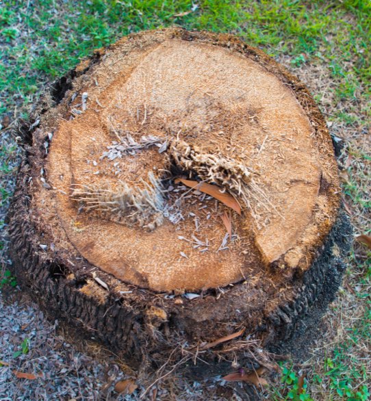 If an old tree stump is distracting from the beauty of your lawn, call the Towsend Arborcare experts to remove the stump.