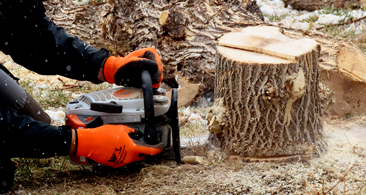 Remove the unsightly tree stumps left behind by removed trees using the stump removal experts at Townsend Arborcare.