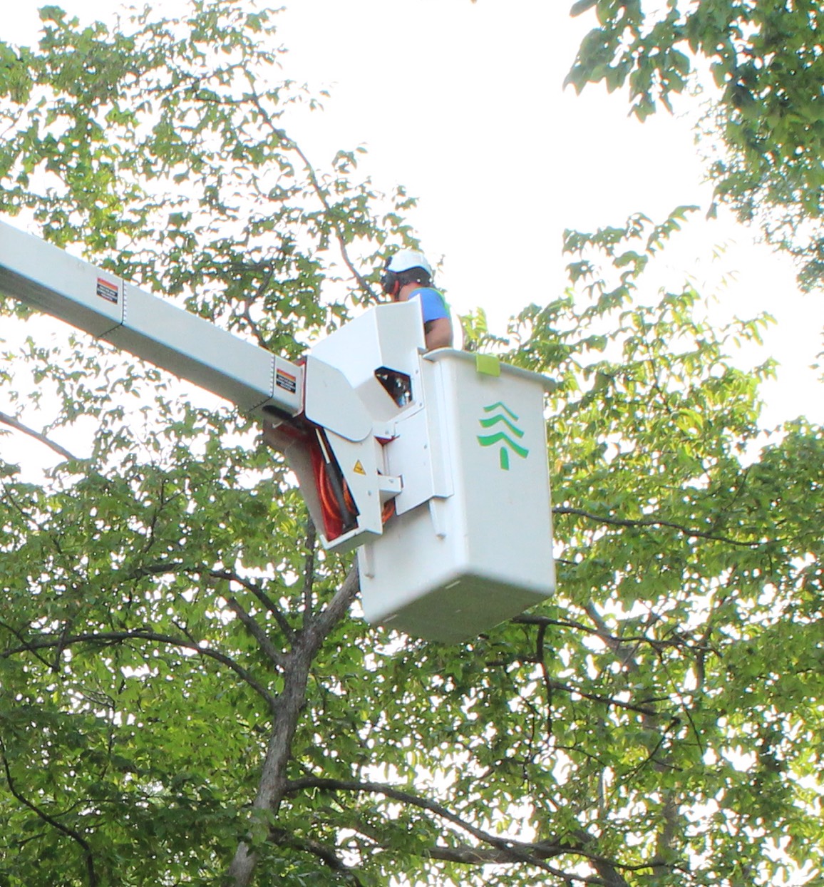 Townsend Arborcare tree pruning and trimming specialists keep trees healthy by removing branches that can be detrimental.
