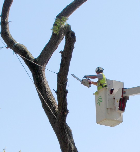 It takes special skills and knowledge to do dead tree removal which is why you can turn to Townsend Arborcare experts.