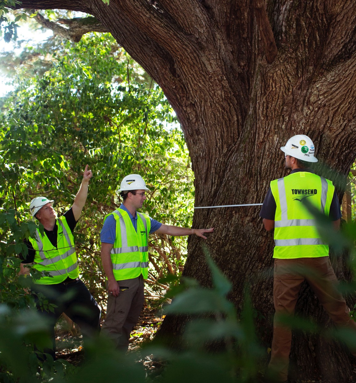 Comprehensive tree care services from qualified experts available now from Townsend Arborcare.