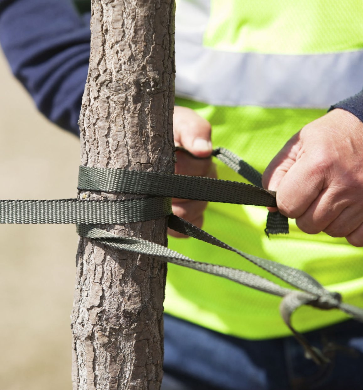 The arborists at Townsend Arborcare can help leaning trees or young trees get the support they need to grow up healthy.