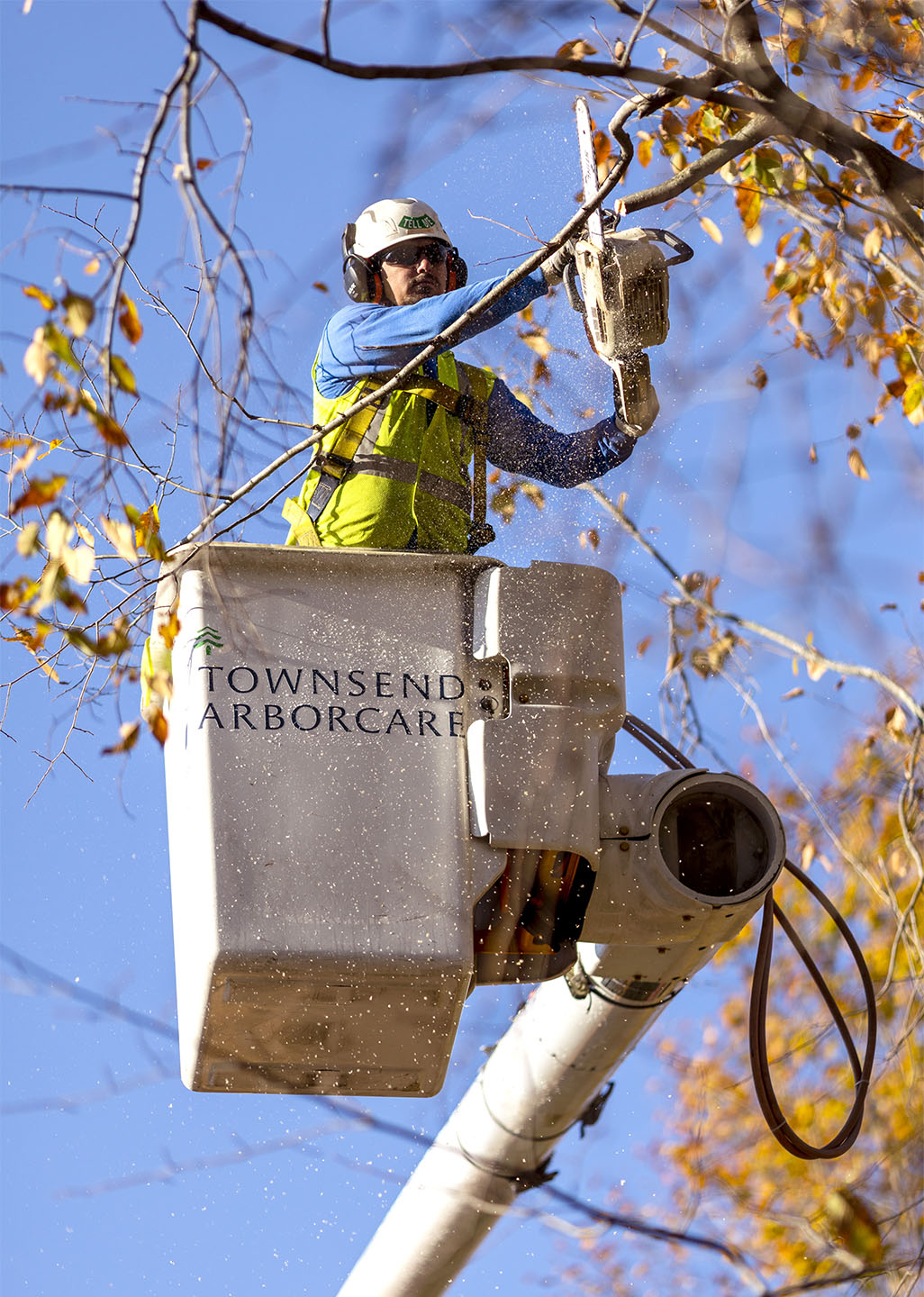Townsend Arborcare tree trimming specialists have the skills and experience to do proper tree pruning to keep them healthy.