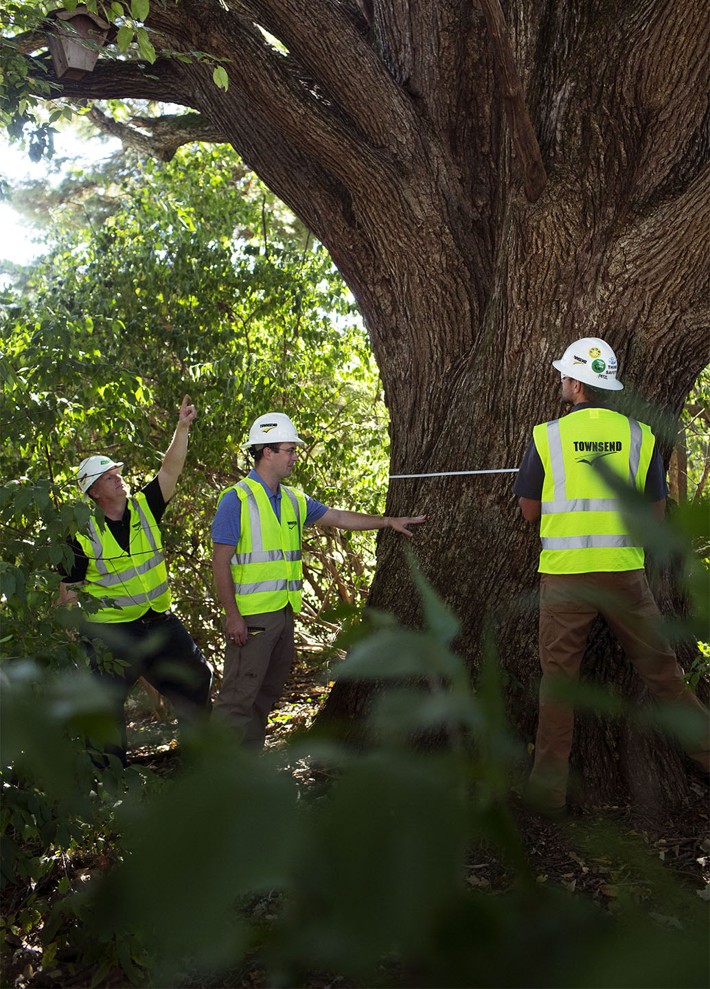 Comprehensive tree care services from qualified experts available now from Townsend Arborcare.