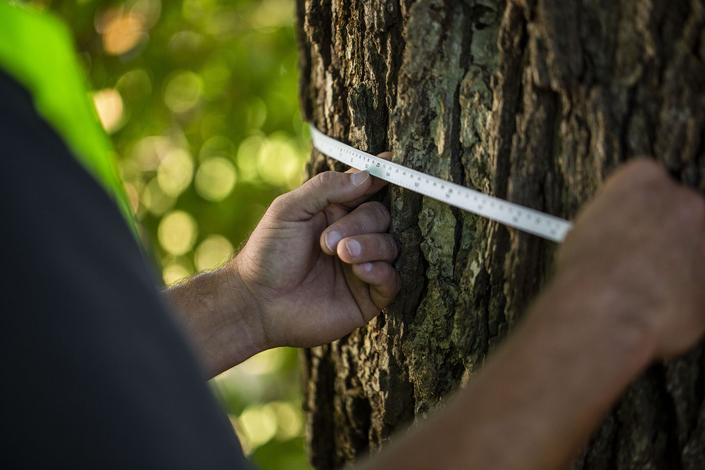 Ensure your tree health on your property using Townsend Arborcare's experts in tree maintenance and landscaping.
