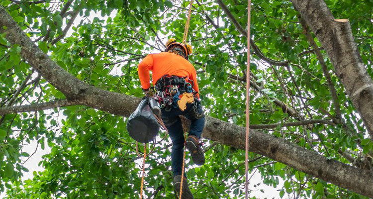 Remove dead branches and ensure healthy trees around your home with the tree trimming service from Townsend Arborcare.