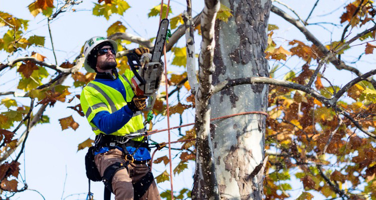 Hire the professionals at Townsend Arborcare to help with your tree trimming and other arborist needs.