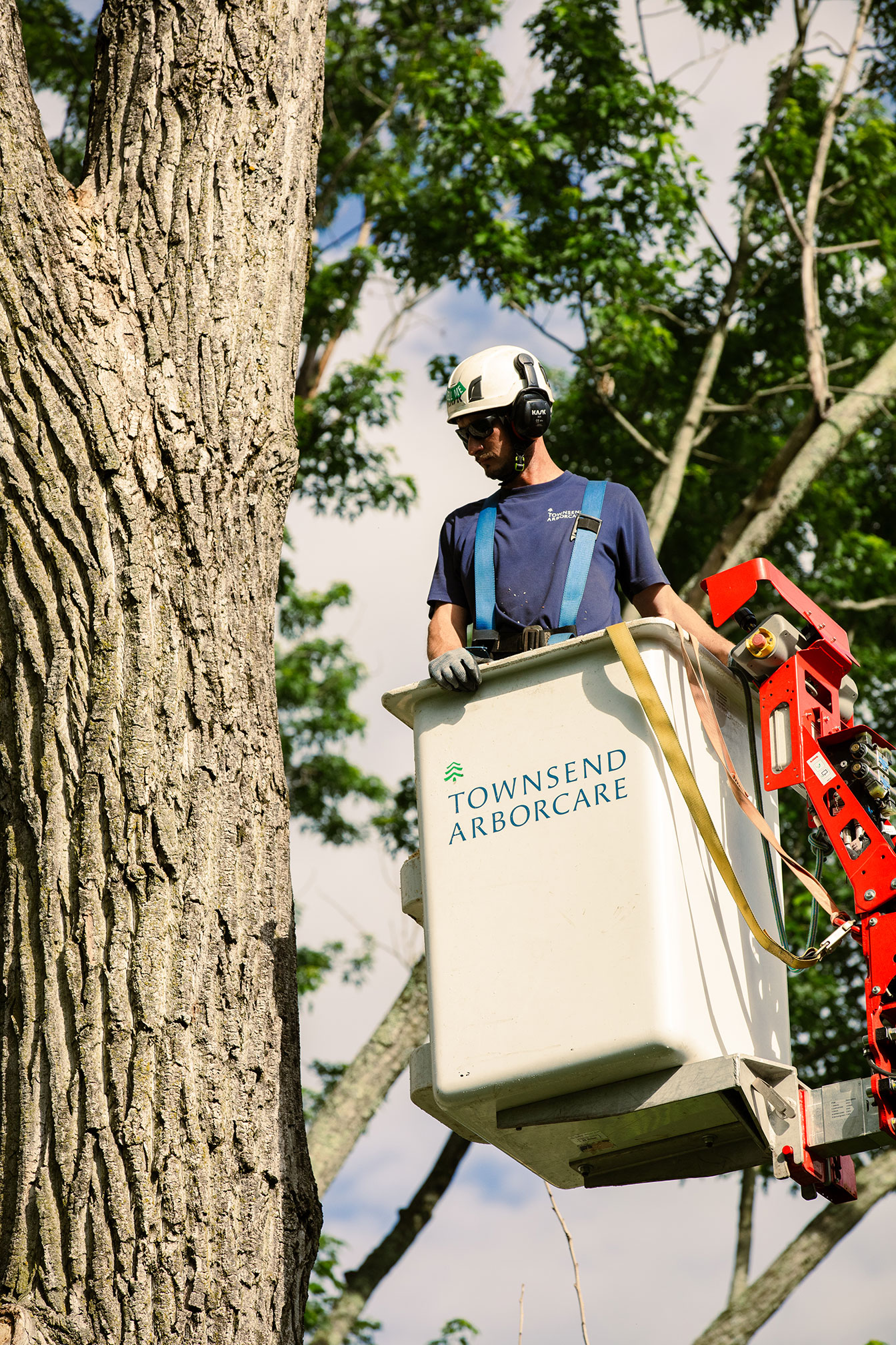 A man in a bucket truck next to a tree.