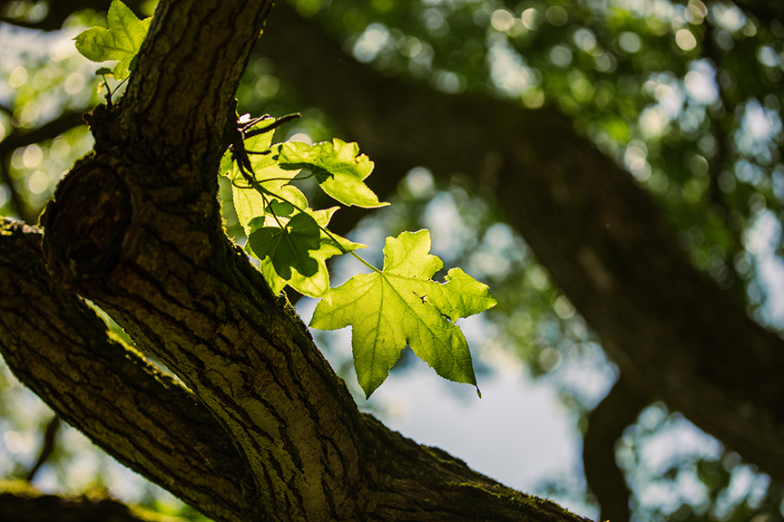 A picture of a leaf through a tree branch.