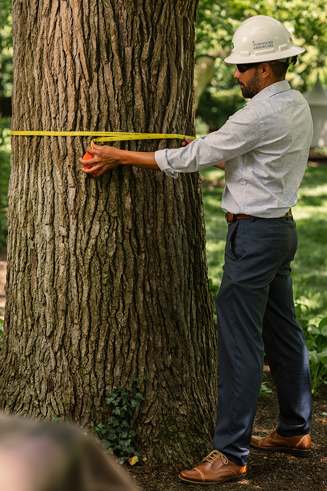 Man in hard hat measuring the base of a tree