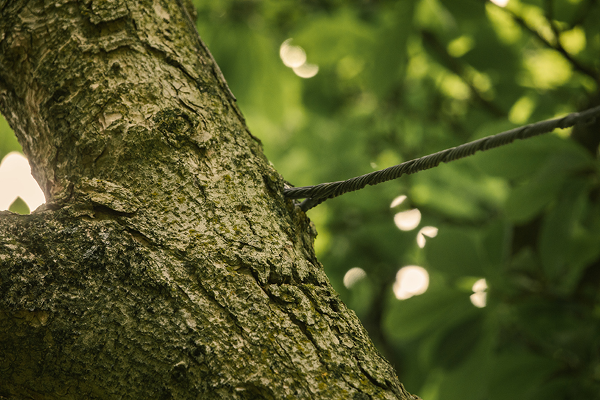 Metal braces in a tree.